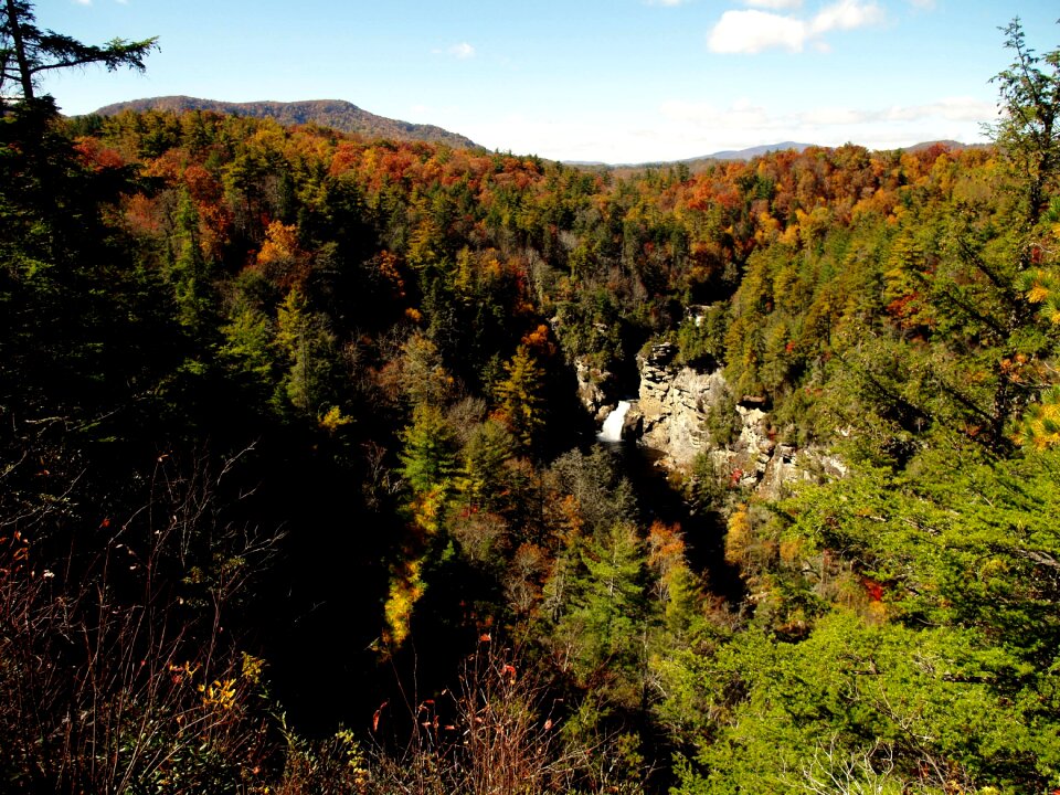 Fall season forest