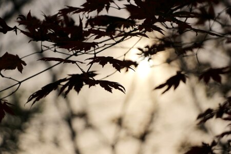The leaves autumn leaves maple wood