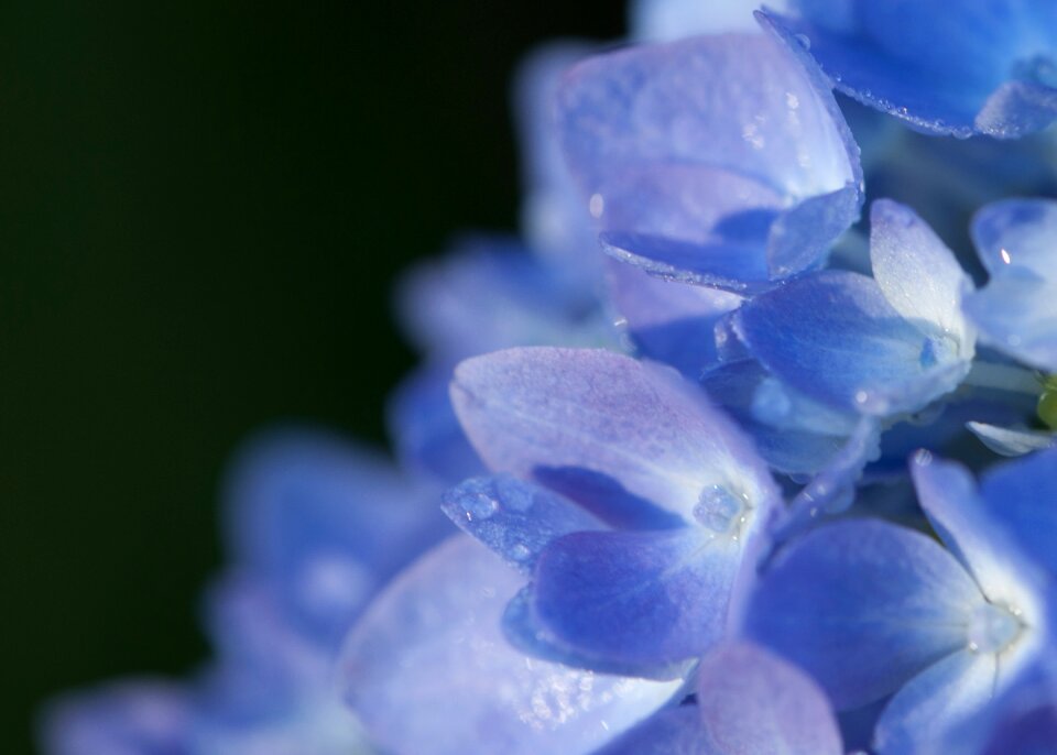 Floral blossom petal