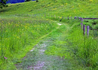 Pasture green nature