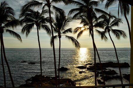 Mexico ocean trees photo