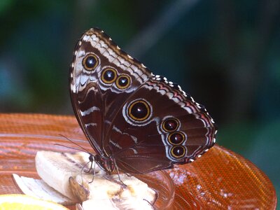 Sky butterfly edelfalter nymphalidae photo
