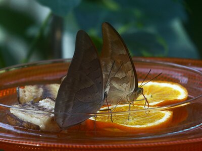 Orange slices oranges insect photo