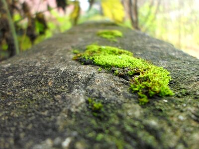 Plant natural botanical