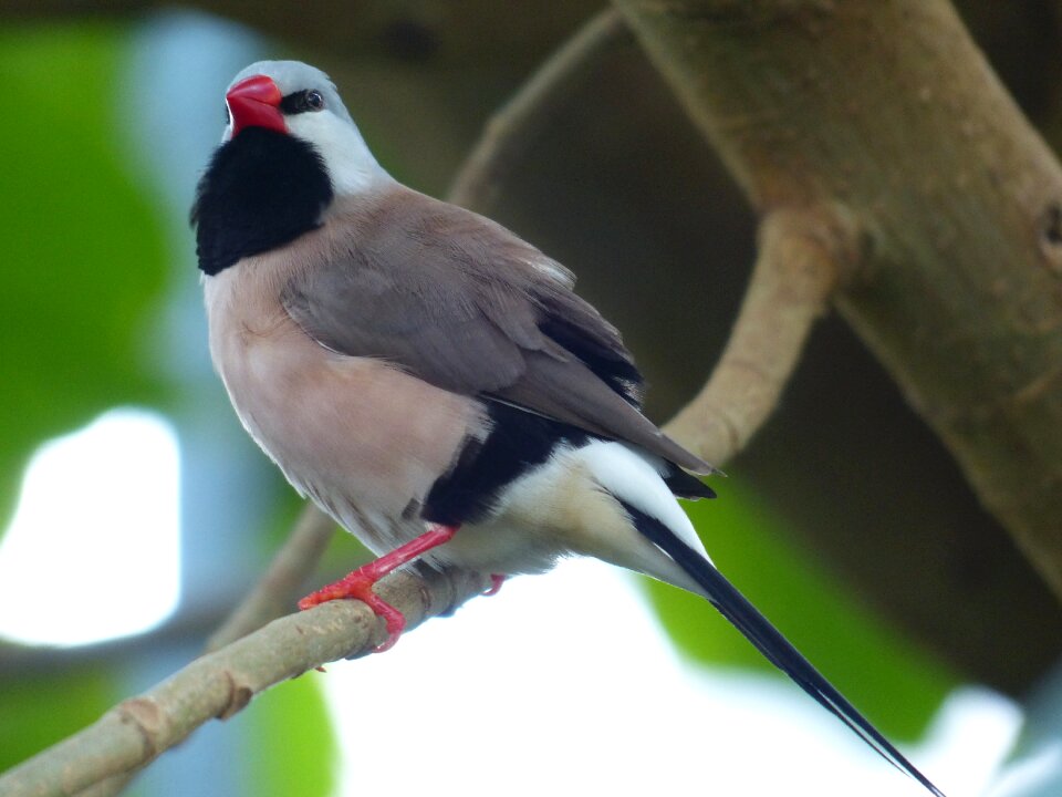 Black cock gürtelgrasfink grass finch fink