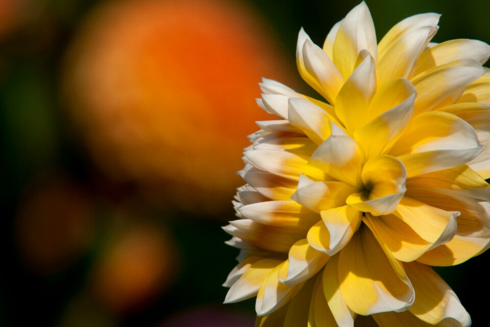 Garden flowers blossom