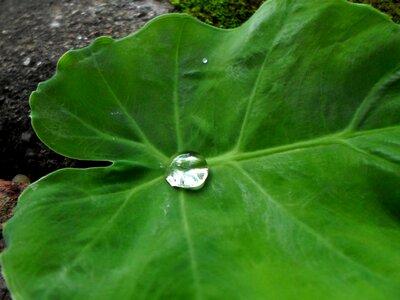 Greens leafy greenery