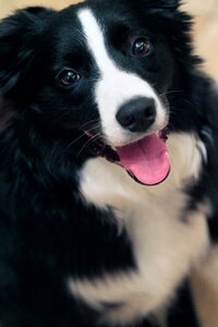 Border collie dogs animals photo