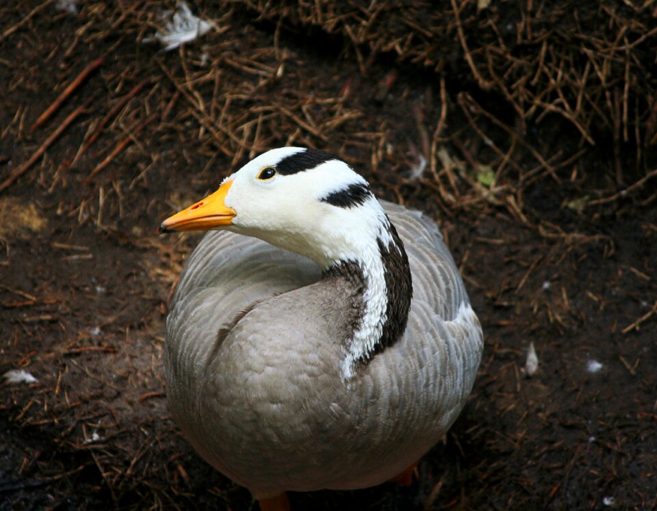 Goose poultry flock