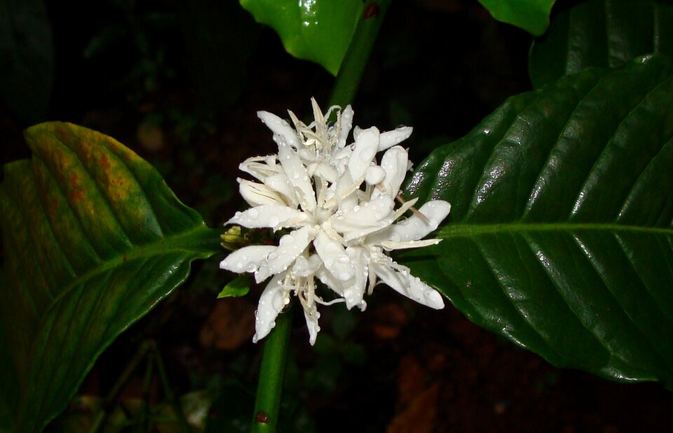 Robusta coffee coffea canephora coffea robusta
