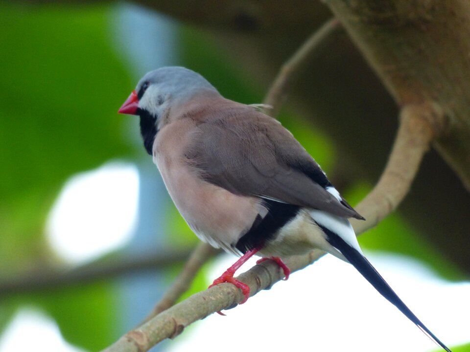 Black cock gürtelgrasfink grass finch fink