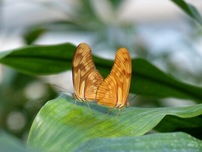 Orange insect animal photo