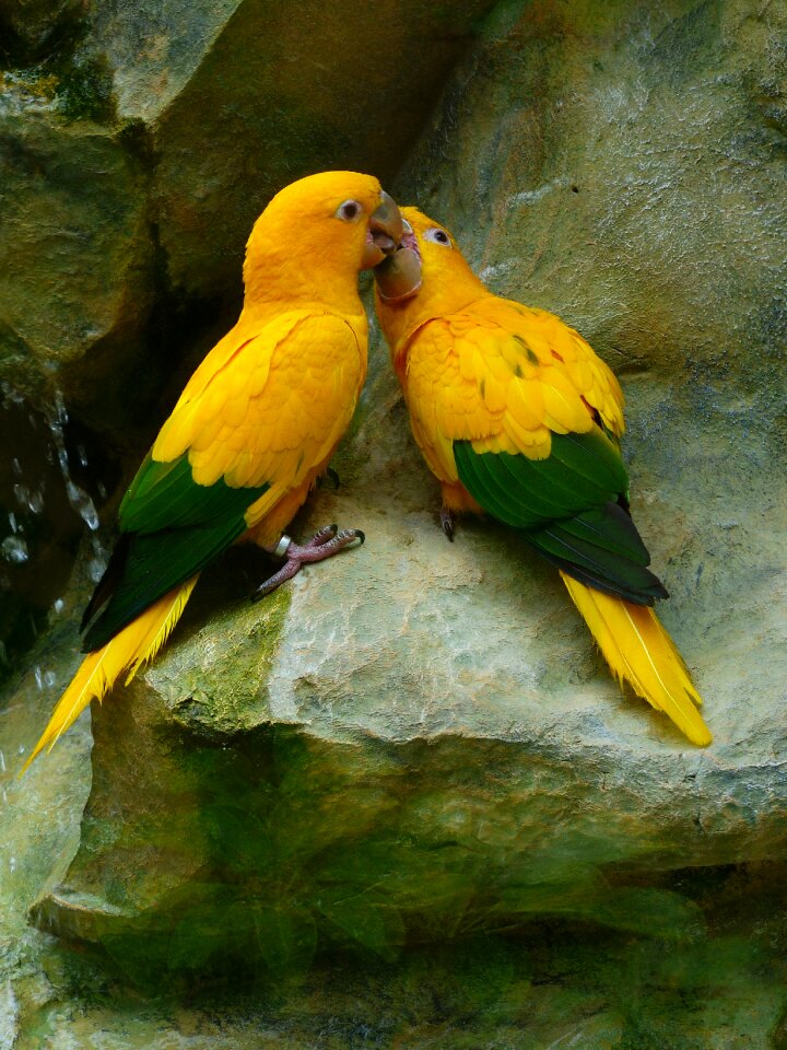 Birds yellow green photo