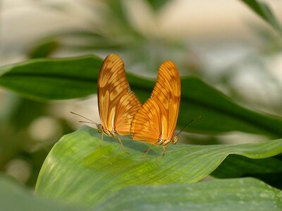 Orange insect animal photo