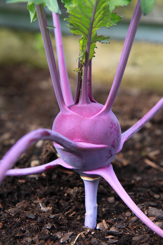 Kohlrabi leaves organic