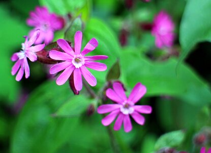 Campion flower plant