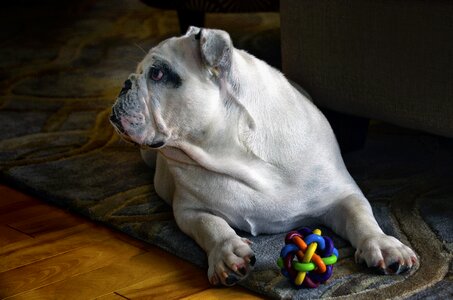 Bulldog english bulldog dog toy