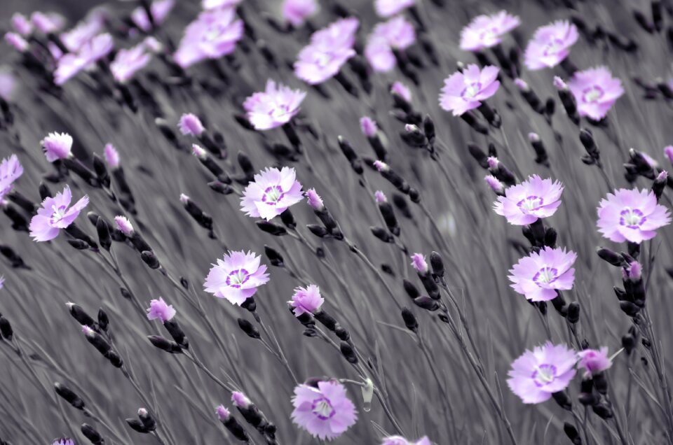 Nature macro background