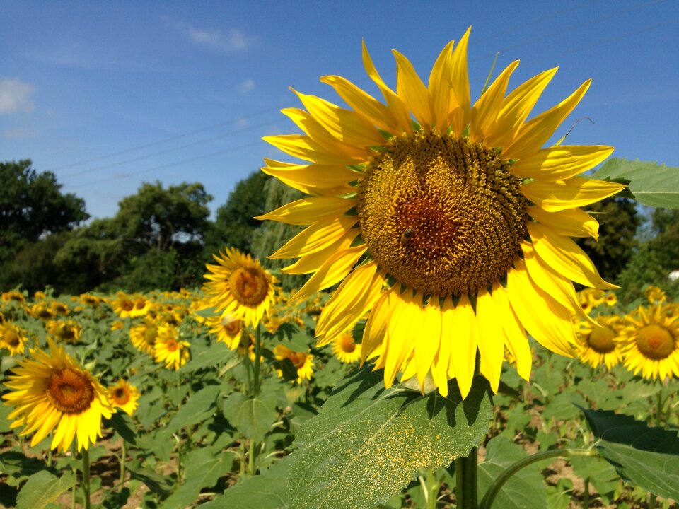 Flower flowers blue sky