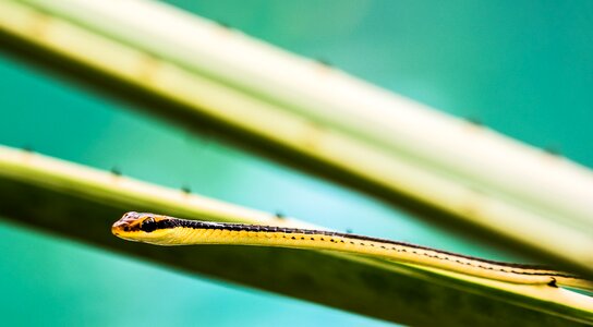 Snake reptile animal