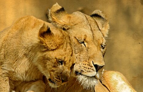 Tender love cute