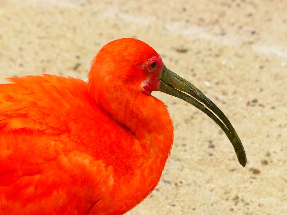 Bright red orange colorful