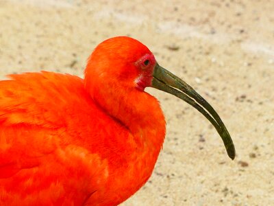 Bright red orange colorful photo