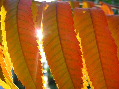 Emerge fall foliage colors of autumn