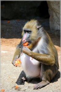 Delicacy business zoo