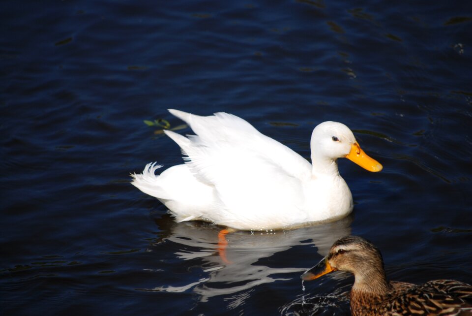Waterfowl water bird species