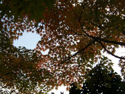 Emerge fall foliage colors of autumn
