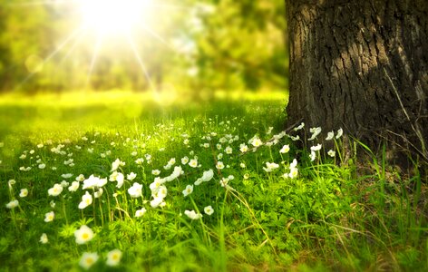 Meadow tree trunk sunlight