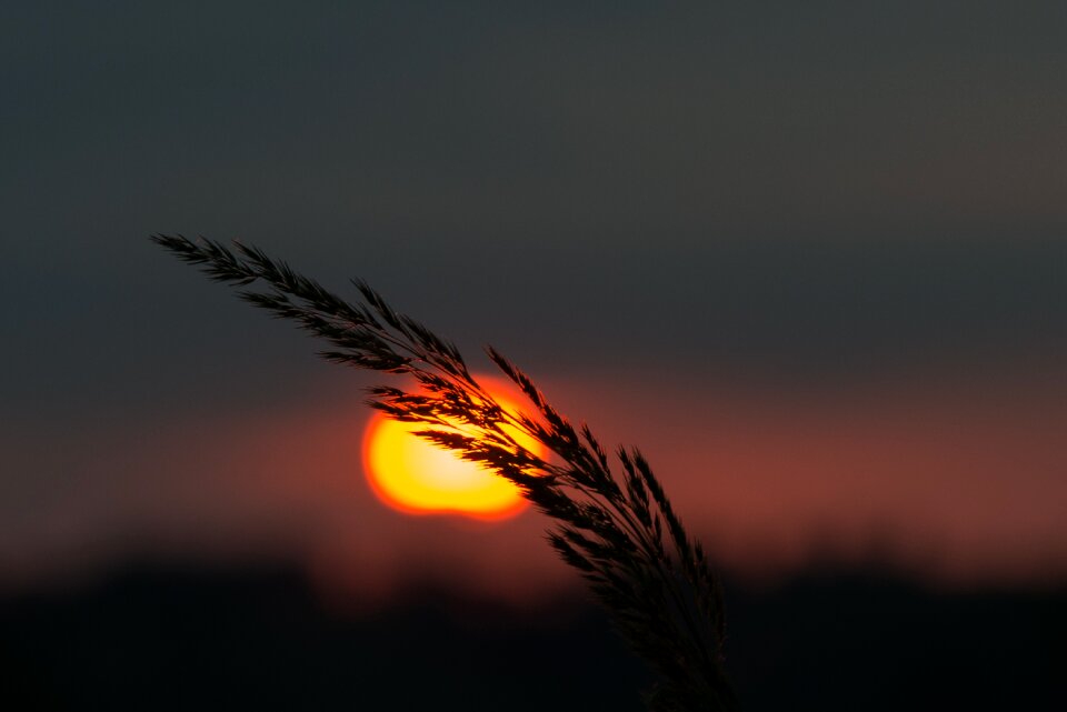 Grass detail sunrise