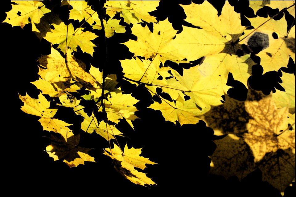 Yellow evening sun leaves photo