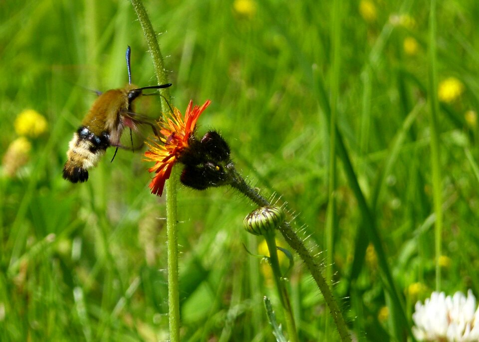 Meadow orange yellow