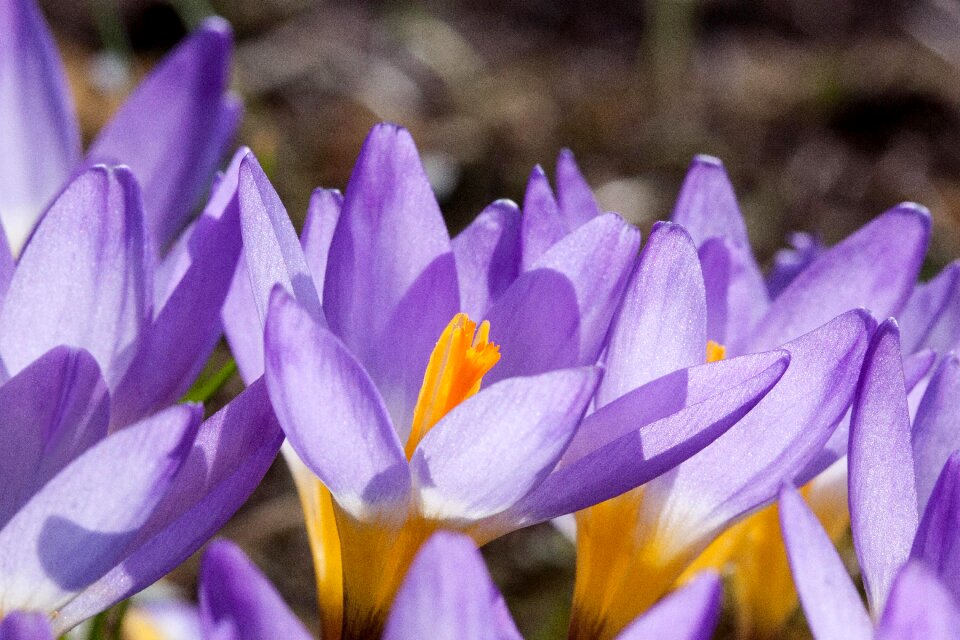 Spring crocus flowers blossom