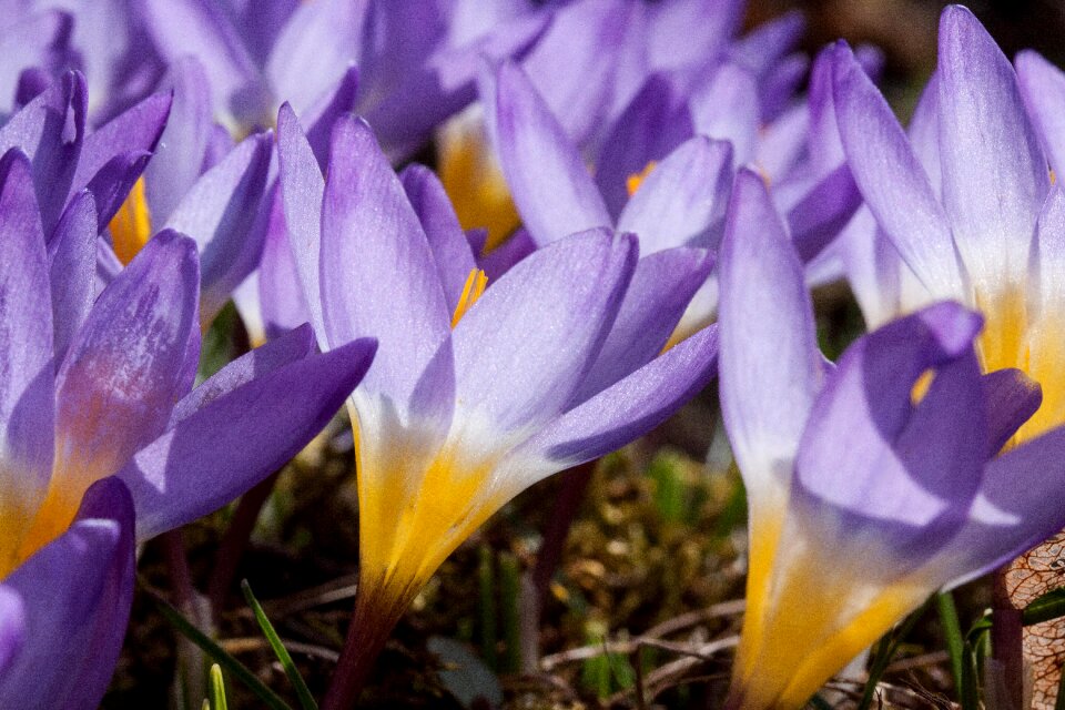 Spring crocus flowers blossom