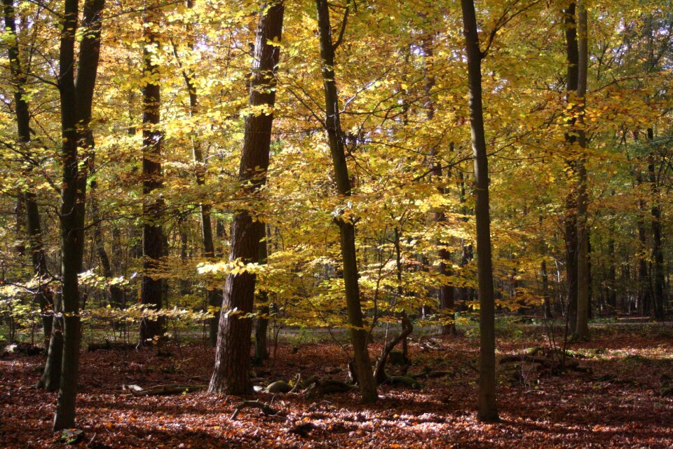 Emerge fall foliage colors of autumn