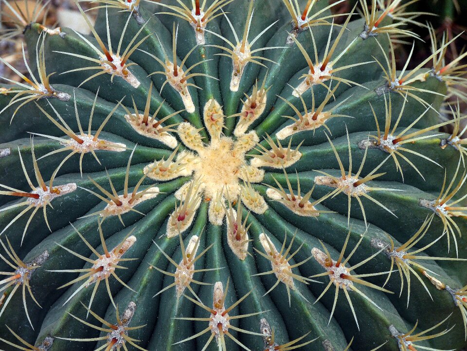 Nature plant natural