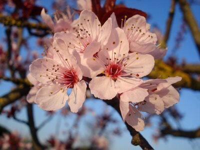 Spring cherry pink photo