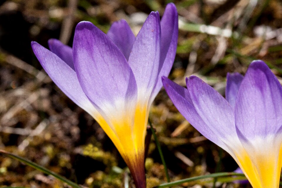 Spring crocus flowers blossom