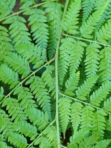 Leaf green background
