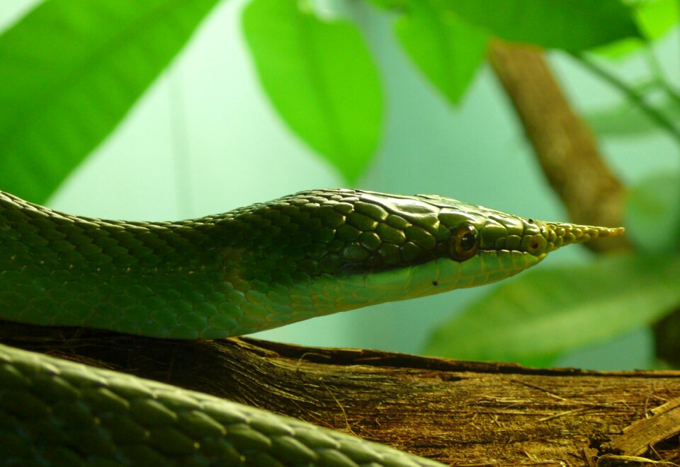 Rhinoceros snake rhino rat snake vietnamese longnose snake
