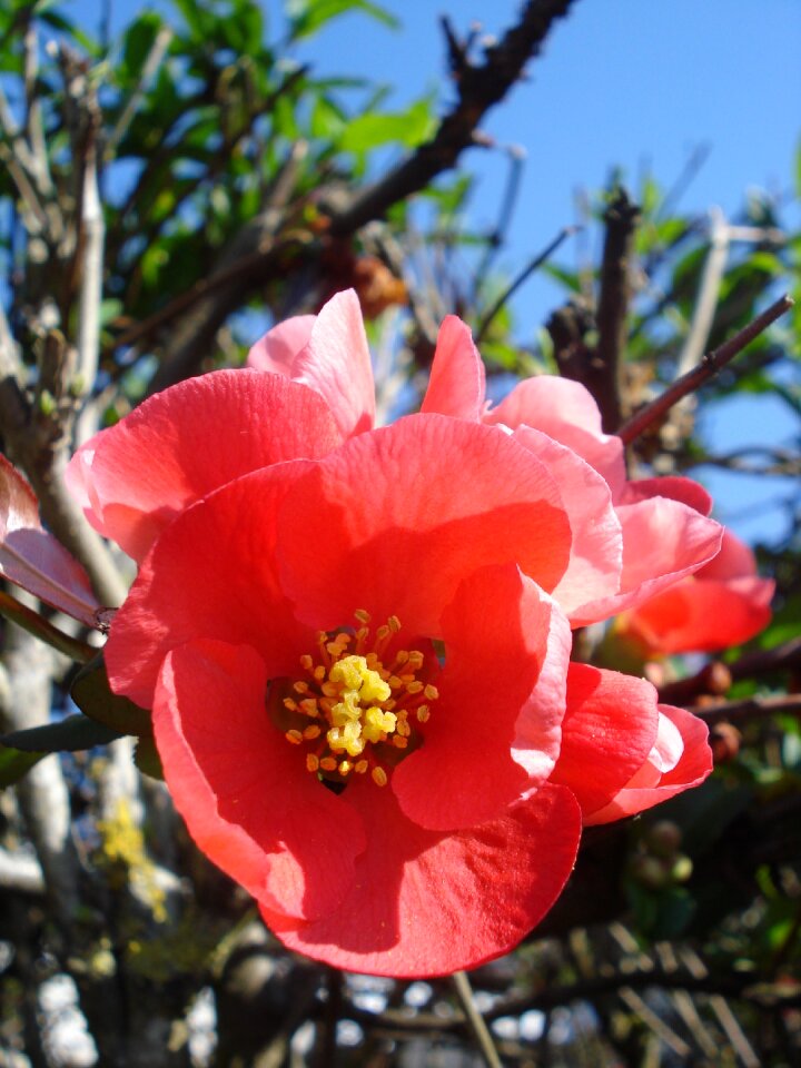 Flowering shrub summer