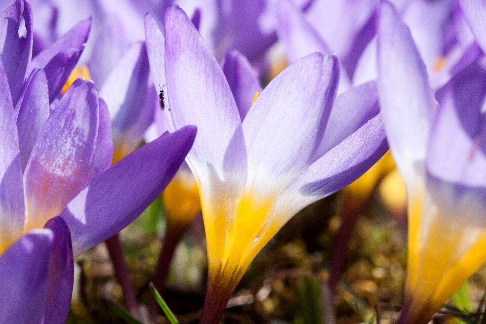 Spring crocus flowers blossom