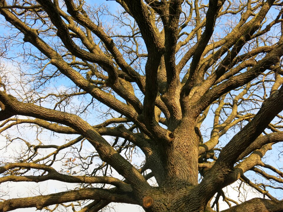 Tree old nature