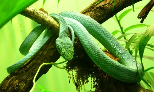 Poisonous dangerous green