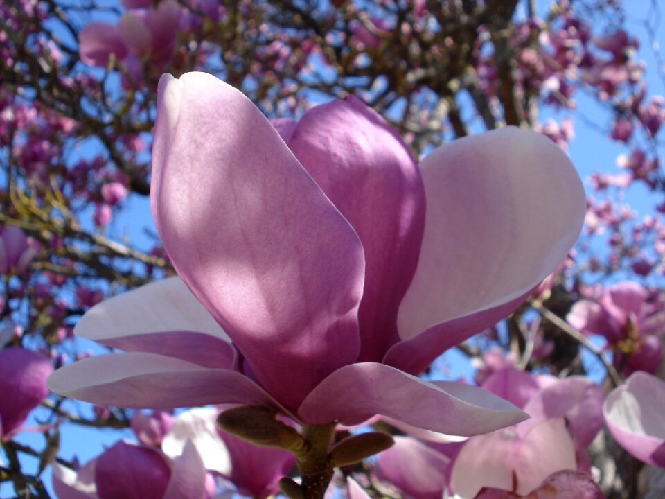 Spring pink flowering
