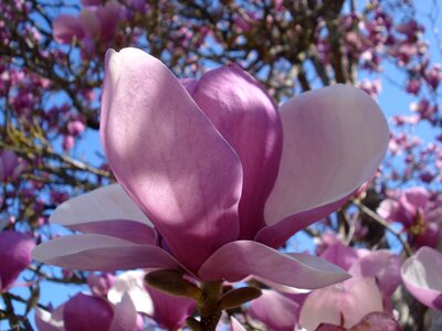 Spring pink flowering