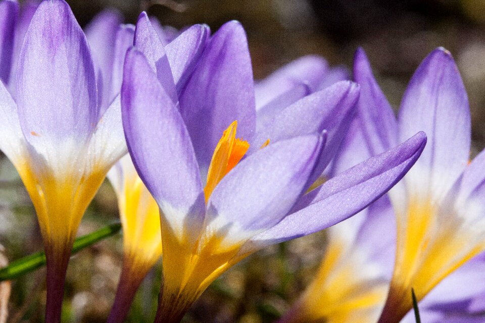 Spring crocus flowers blossom